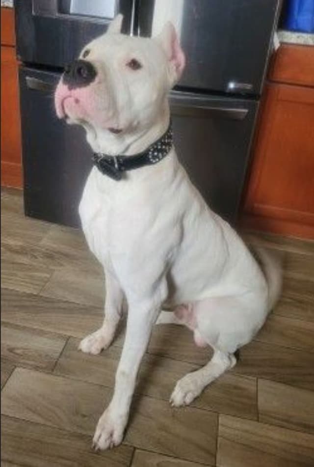 Dogo Argentino Puppies media 11