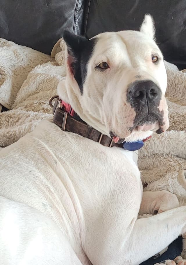 Dogo Argentino Puppies media 14