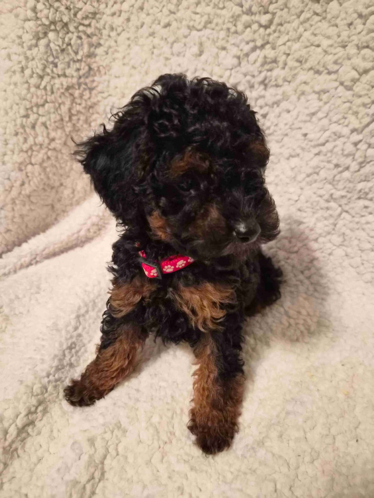 Miniature Poodle Puppies breeder image 1