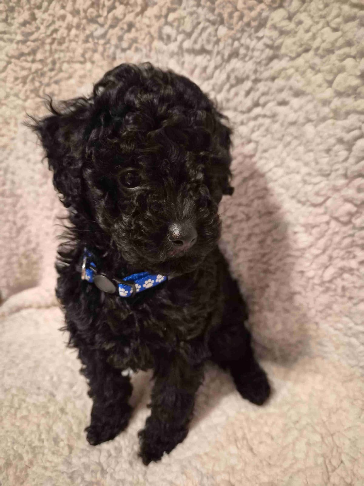 Miniature Poodle Puppies breeder image 3