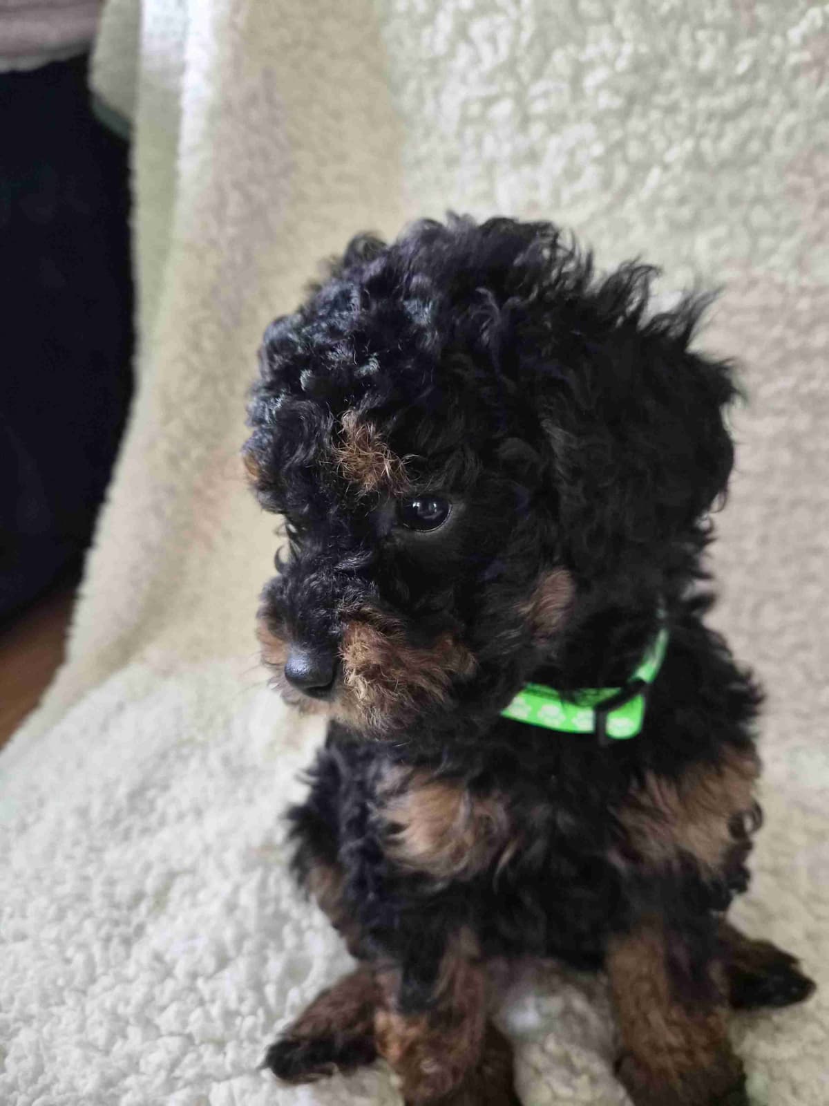 Miniature Poodle Puppies breeder image 4