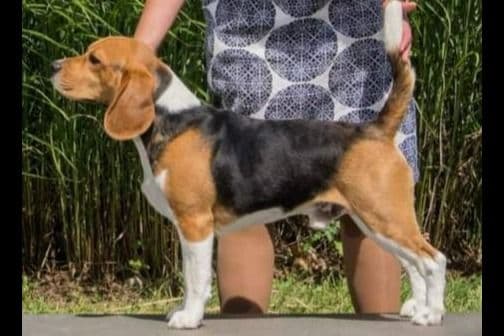 CH Boomer X CH Kennedy breeder image 1