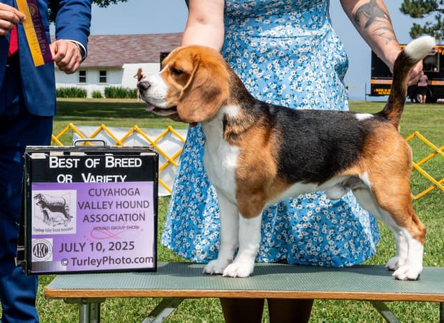 CH Boomer X CH Kennedy media 4