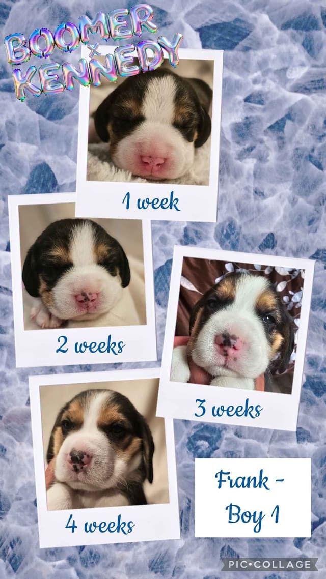 CH Boomer X CH Kennedy media 5