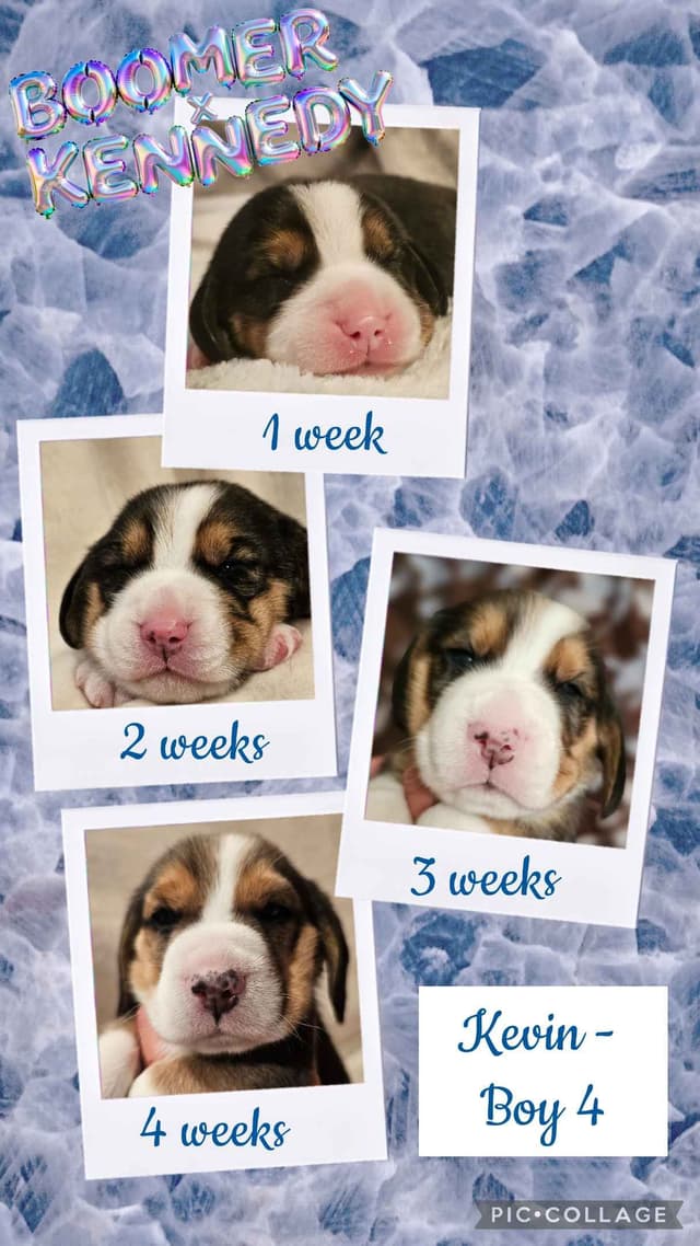 CH Boomer X CH Kennedy media 8