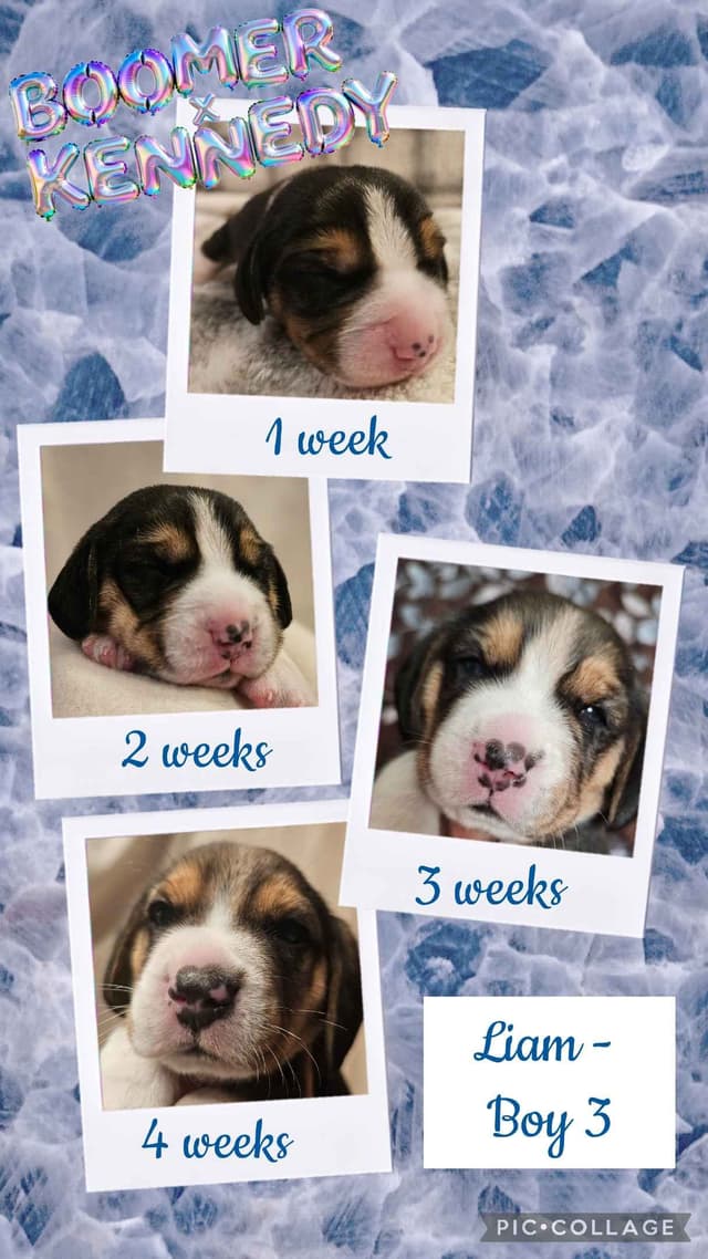 CH Boomer X CH Kennedy media 7