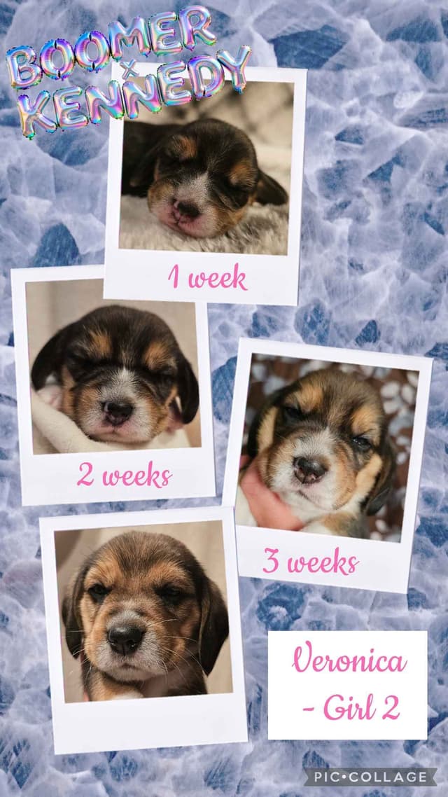CH Boomer X CH Kennedy media 10