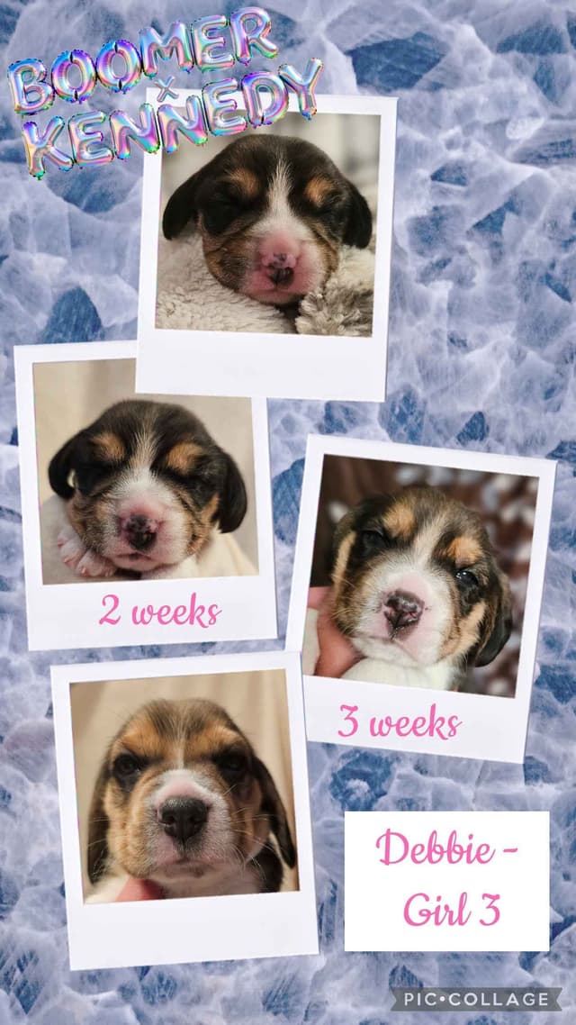 CH Boomer X CH Kennedy media 11