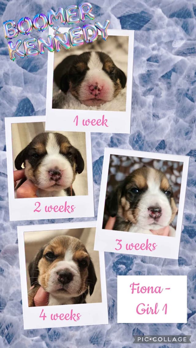 CH Boomer X CH Kennedy media 9