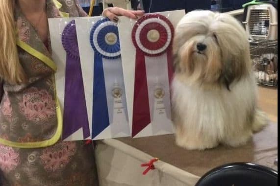 Havanese Puppies breeder image 3