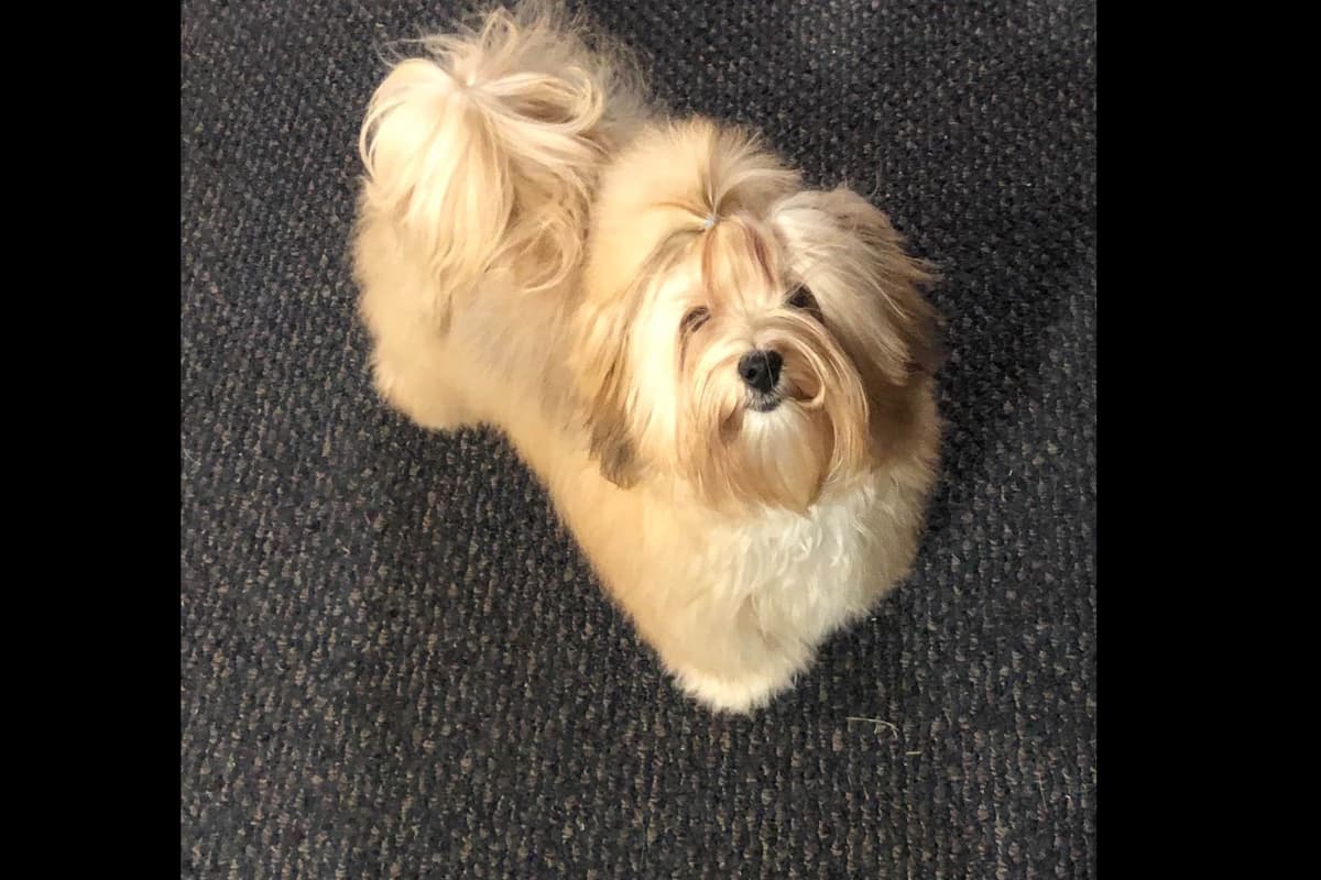Havanese Puppies breeder image 1