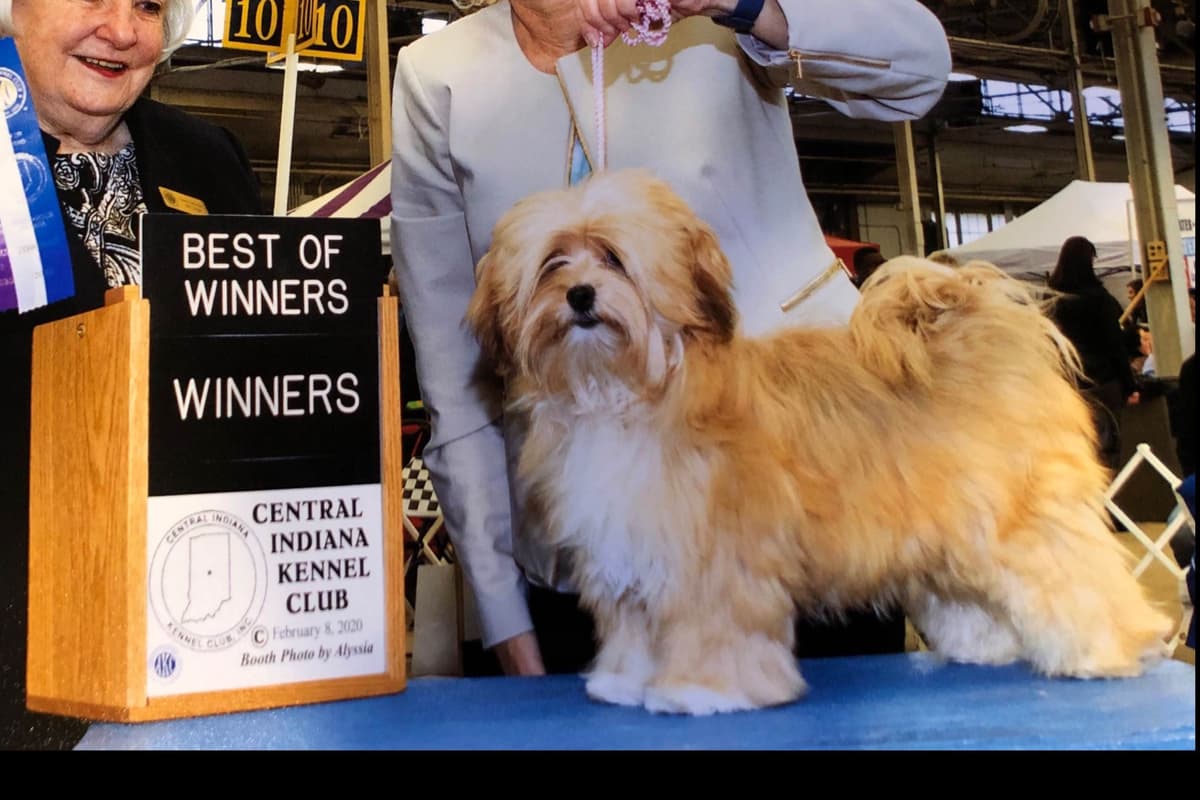 Havanese Puppies breeder image 4