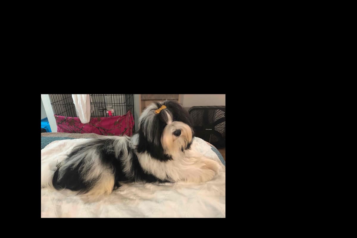 Havanese Puppies breeder image 6