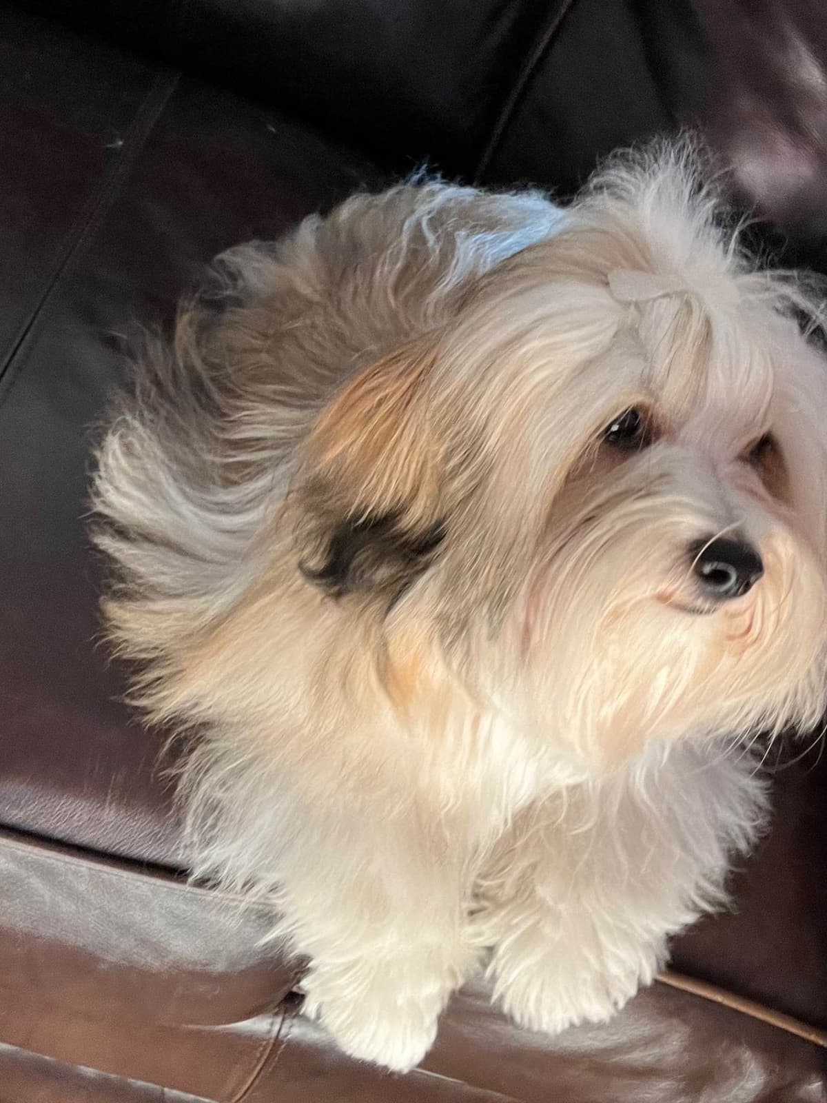 Havanese Puppies breeder image 8