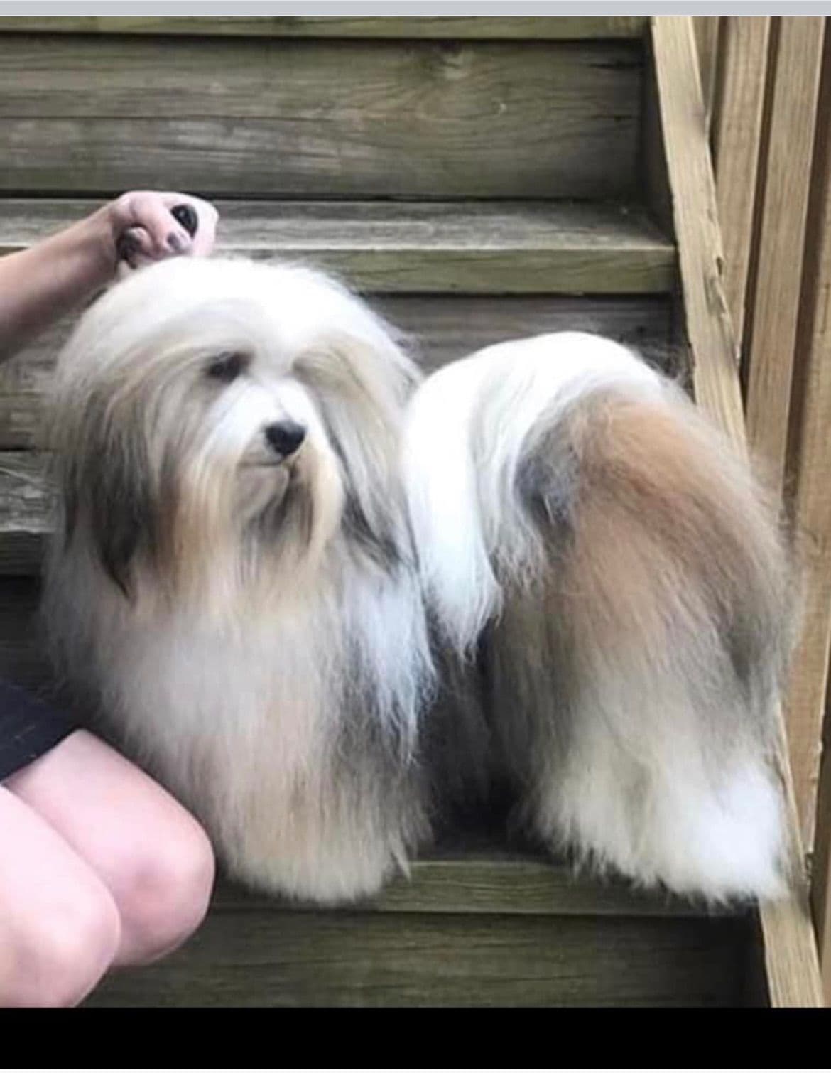 Havanese Puppies breeder image 9