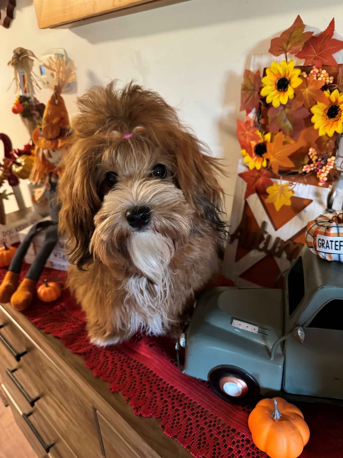 Havanese Puppies breeder image 13
