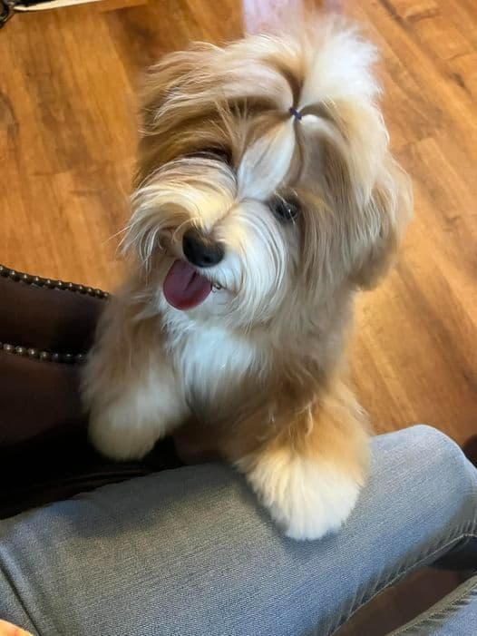 Havanese Puppies breeder image 14