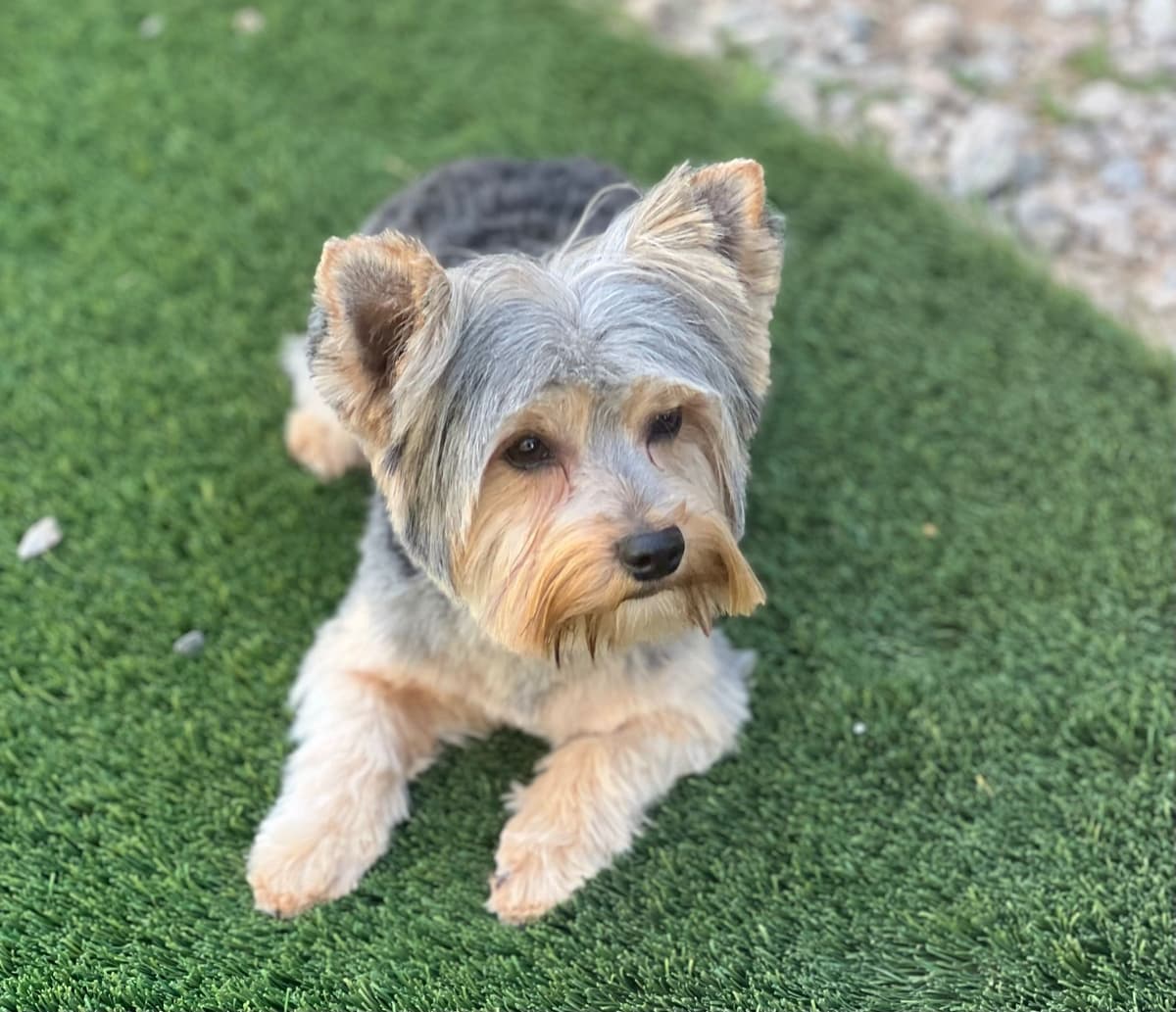 Yorkshire Terrier Puppies breeder image 1