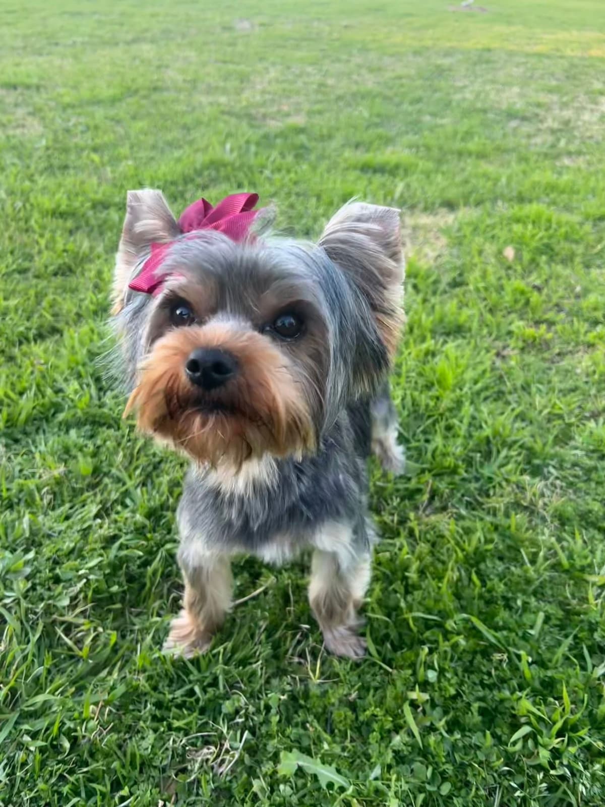 Yorkshire Terrier Puppies breeder image 2