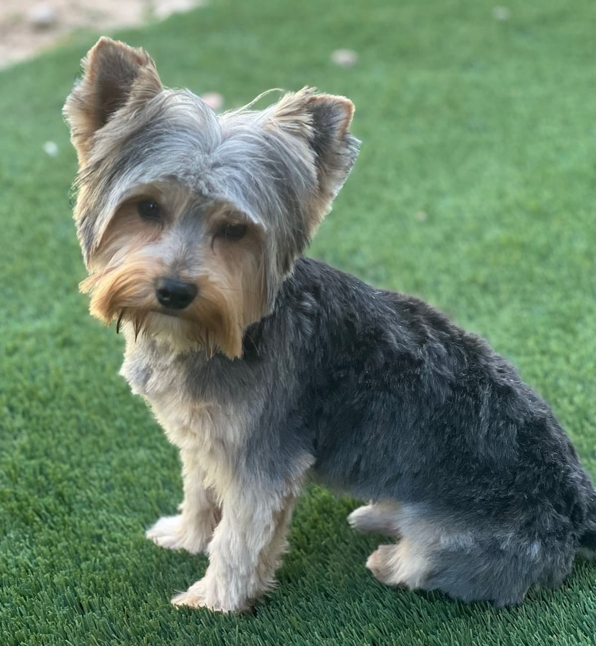 Yorkshire Terrier Puppies breeder image 3