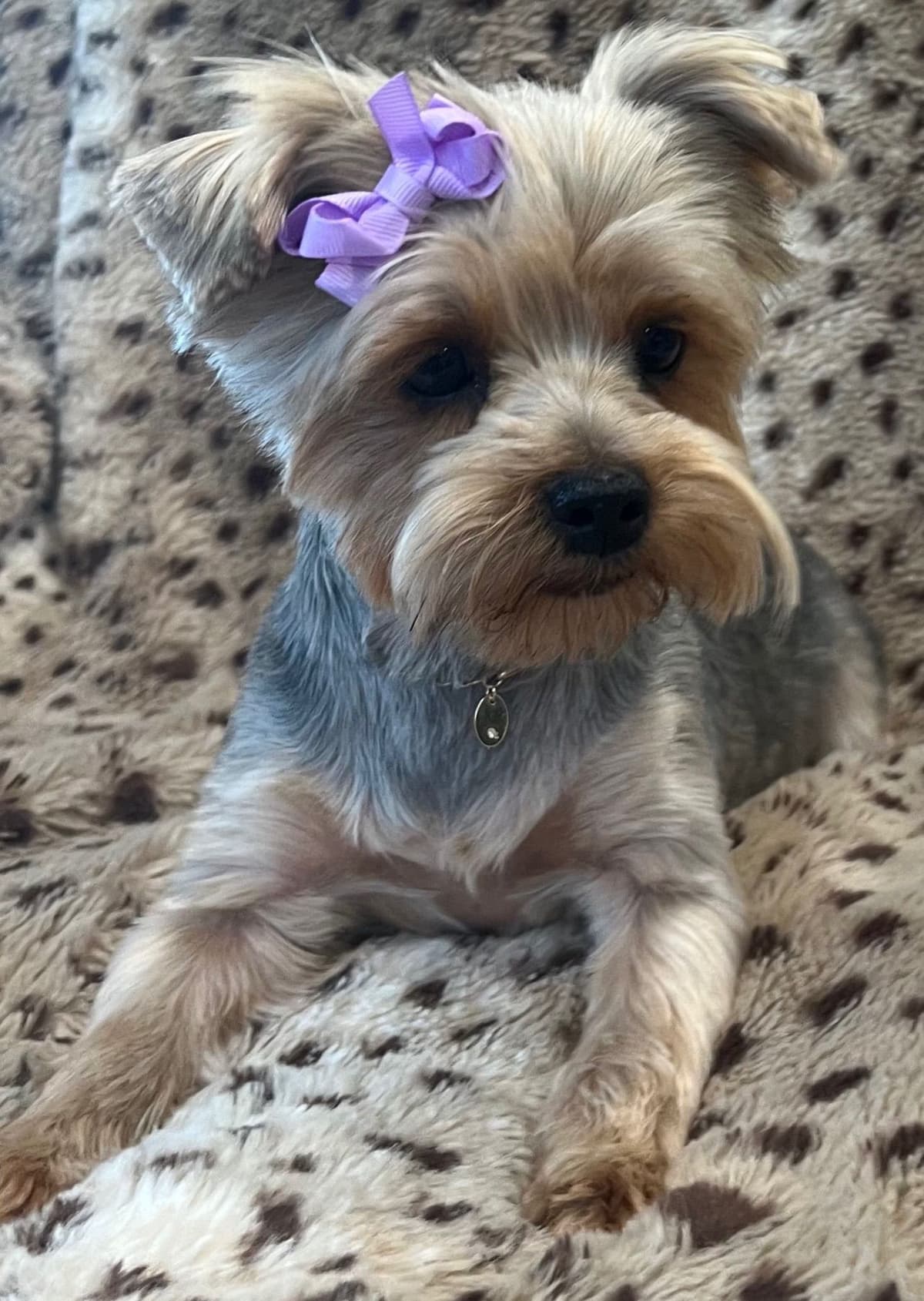 Yorkshire Terrier Puppies breeder image 4