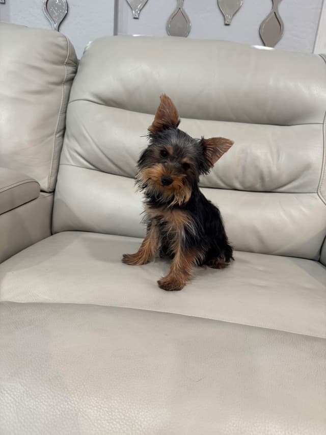 Yorkshire Terrier Puppies media 2