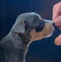 Rat Terrier Puppies breeder image 1