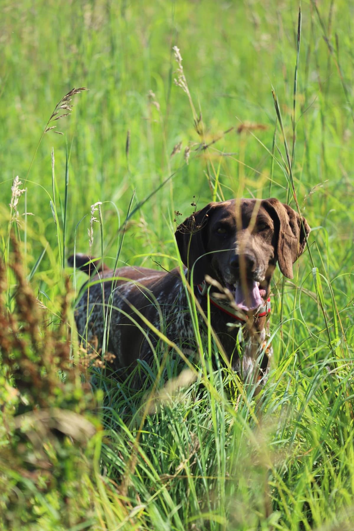 German Shorthaired Pointer Puppies breeder image 3