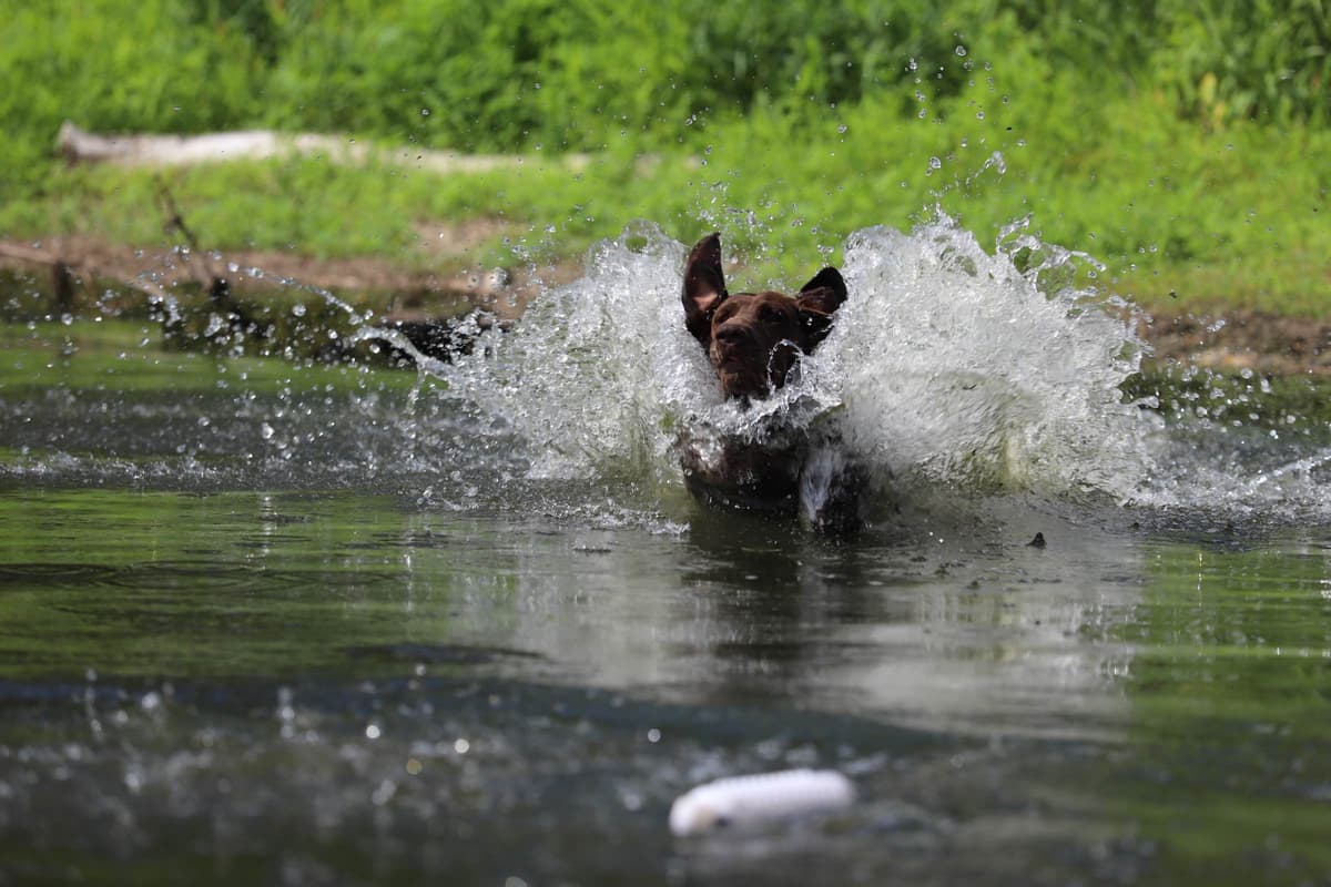 German Shorthaired Pointer Puppies breeder image 4