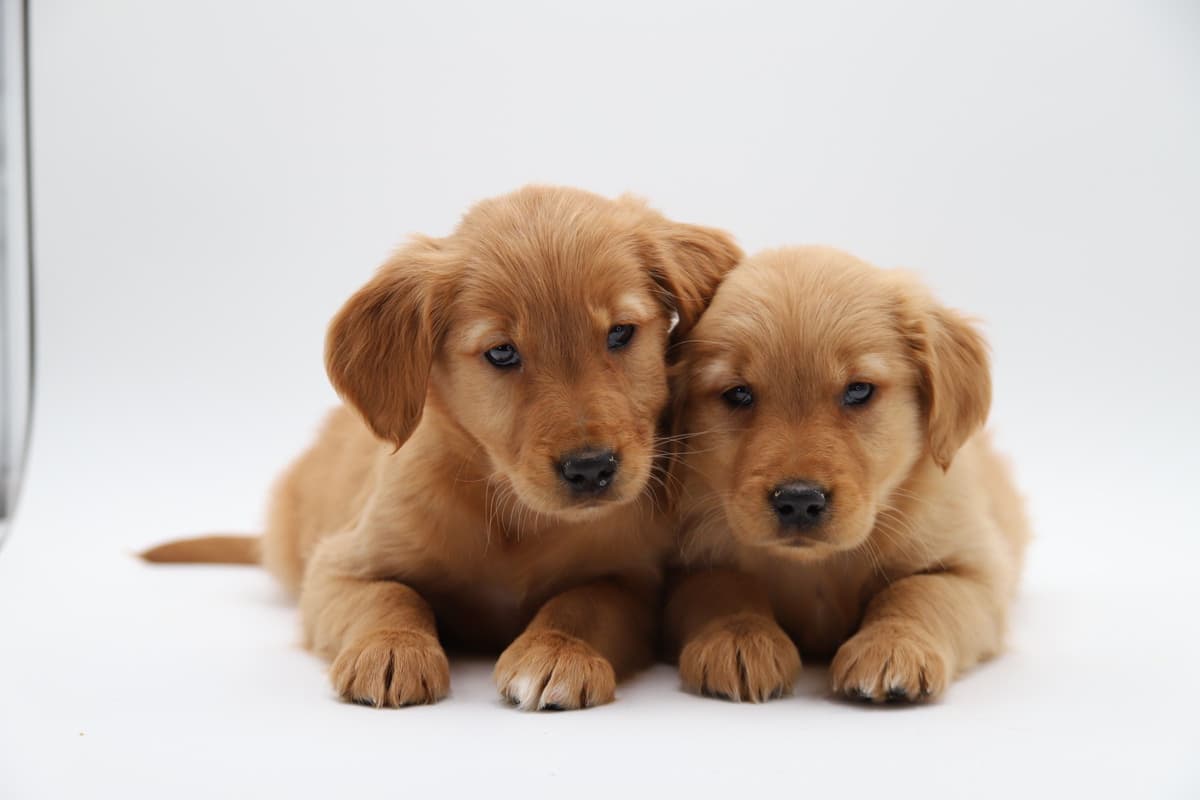 German Shorthaired Pointer Puppies breeder image 5