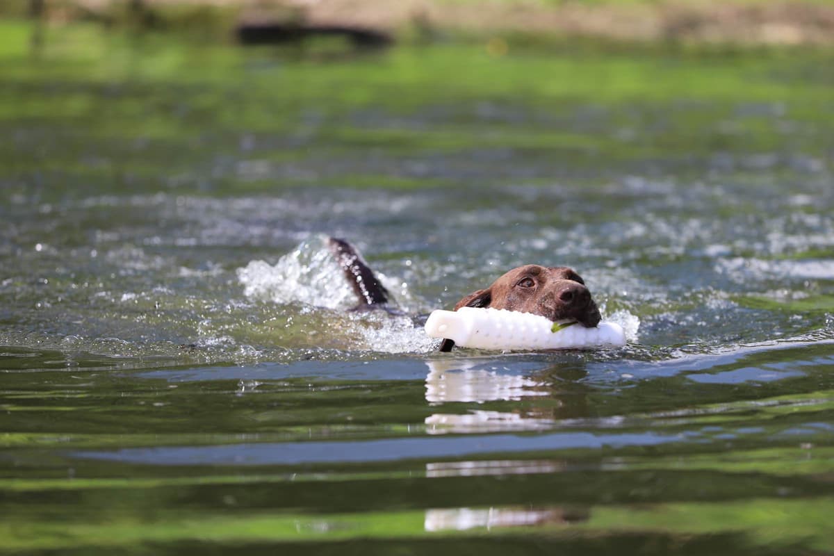 German Shorthaired Pointer Puppies breeder image 7