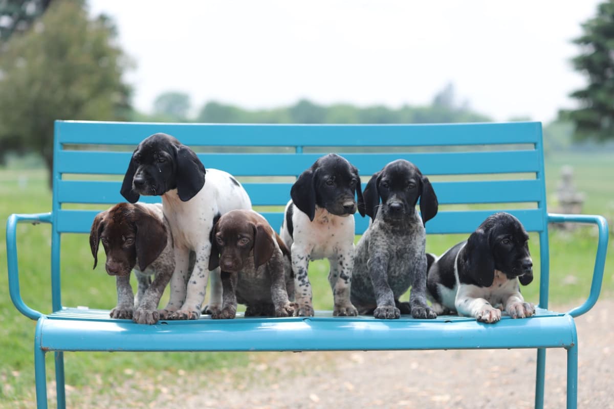 German Shorthaired Pointer Puppies breeder image 12