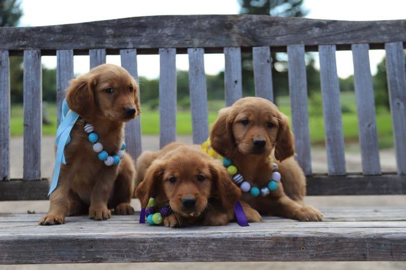 German Shorthaired Pointer Puppies breeder image 13