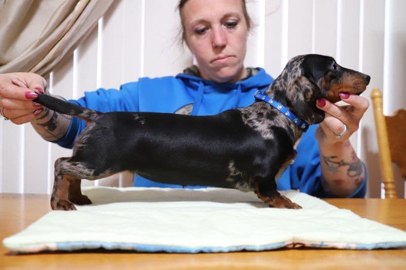 German Shorthaired Pointer Puppies breeder image 15