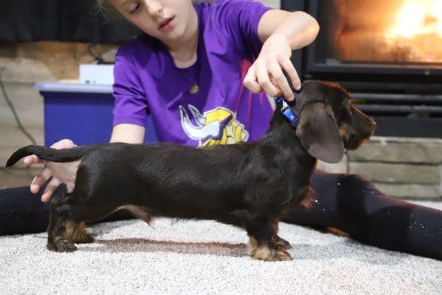 German Shorthaired Pointer Puppies breeder image 14