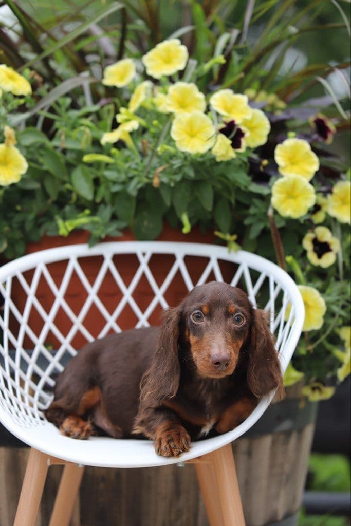 German Shorthaired Pointer Puppies breeder image 19