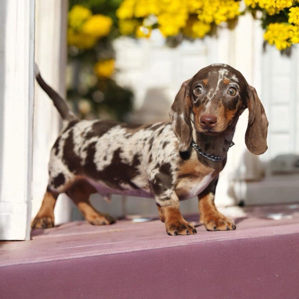 German Shorthaired Pointer Puppies breeder image 21