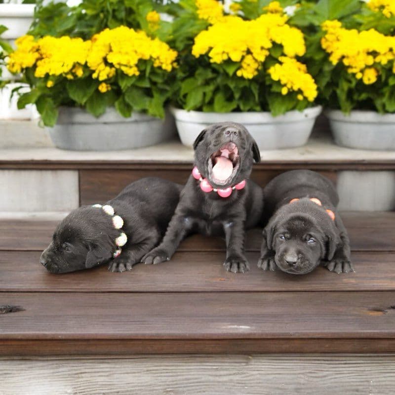 German Shorthaired Pointer Puppies breeder image 22