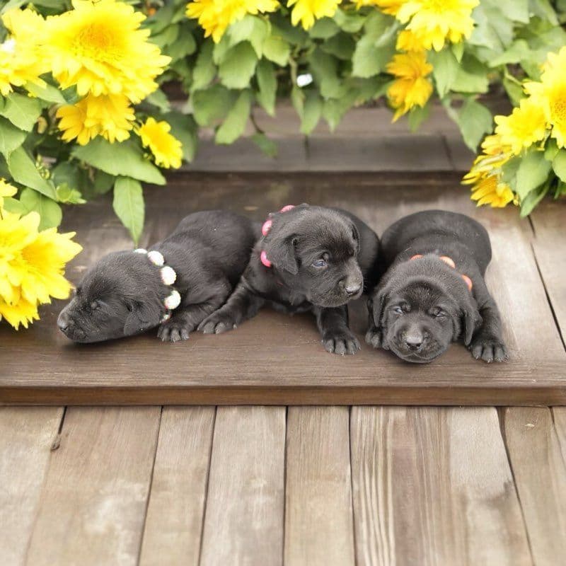German Shorthaired Pointer Puppies breeder image 24