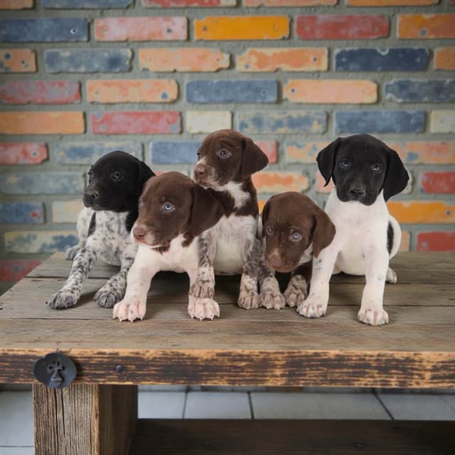German Shorthaired Pointer Puppies media 3