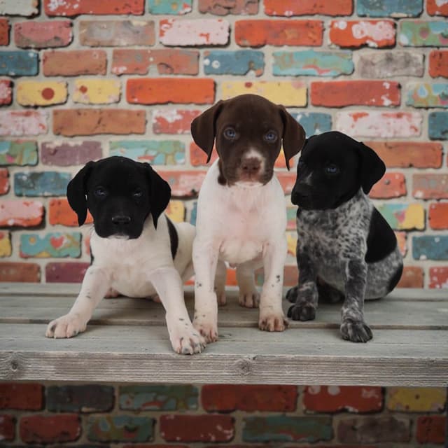 German Shorthaired Pointer Puppies media 4