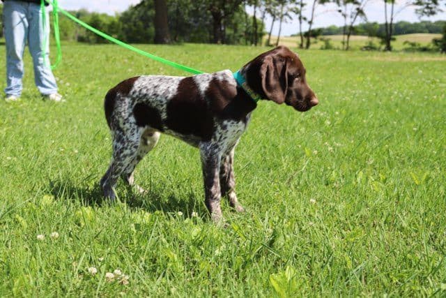 German Shorthaired Pointer Puppies media 2