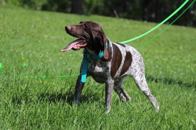 German Shorthaired Pointer Puppies media 2