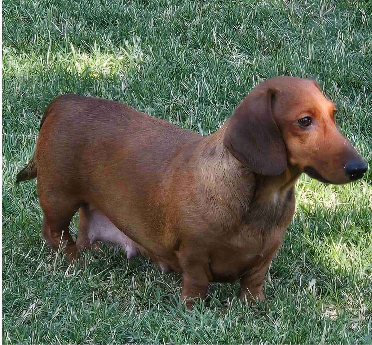 Wirehair Miniature Dachshund puppies breeder image 1