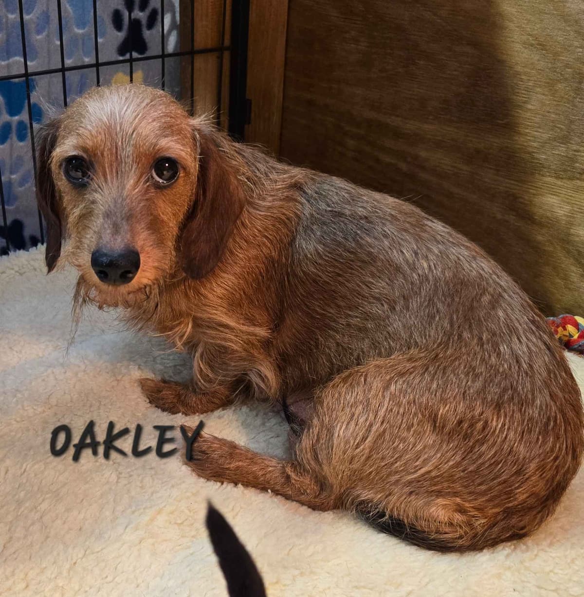 Wirehair Miniature Dachshund puppies breeder image 3