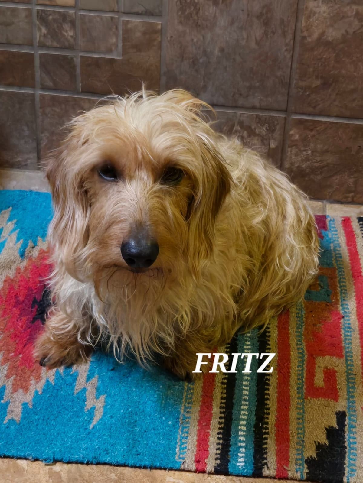 Wirehair Miniature Dachshund puppies breeder image 5