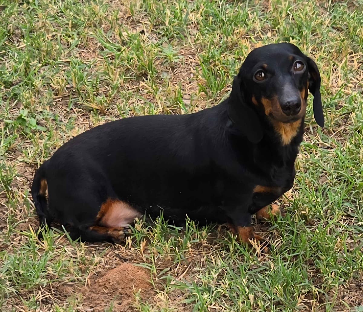 Wirehair Miniature Dachshund puppies breeder image 6