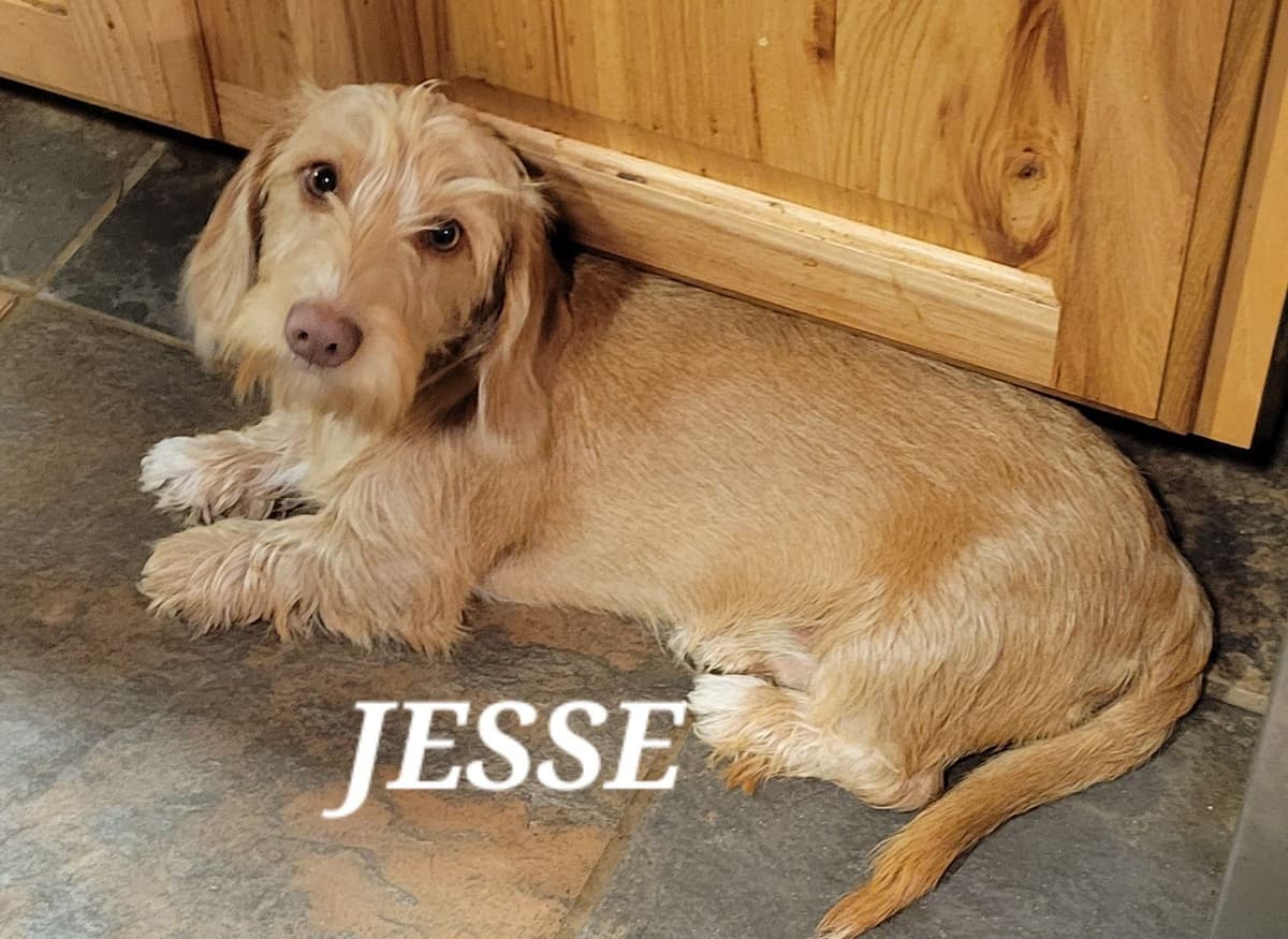 Wirehair Miniature Dachshund puppies breeder image 8