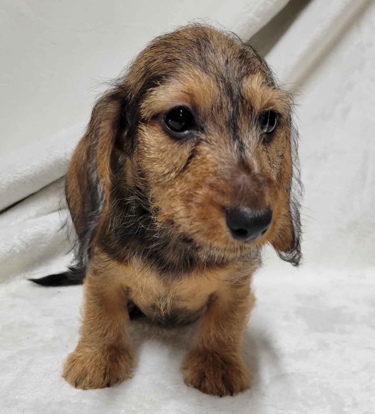 Wirehair Miniature Dachshund puppies breeder image 9