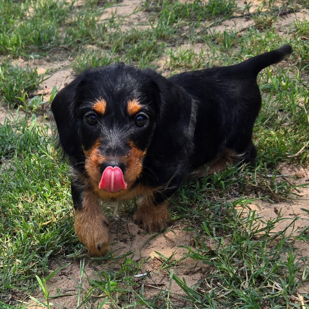 Wirehair Miniature Dachshund puppies breeder image 10